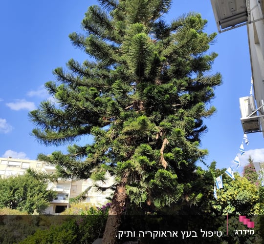 עץ גבוה עם ענפים עבים, מתאים לגיזום.